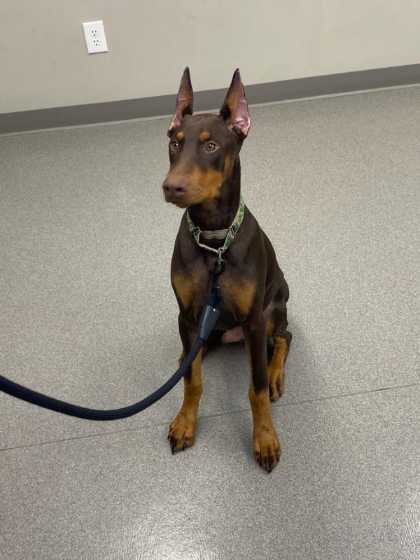 a brown and black dog sitting on the floor