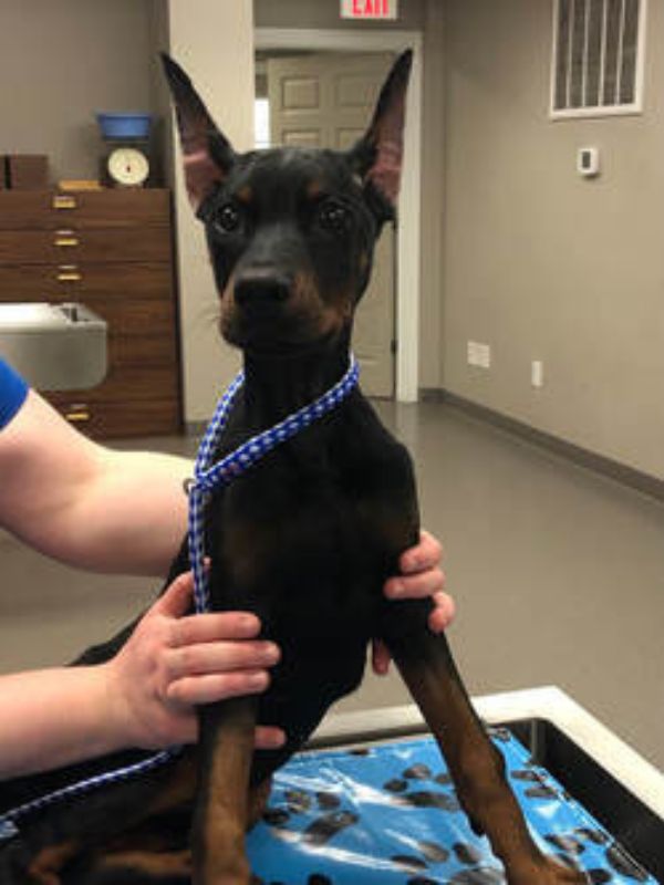 a dog being held by a vet