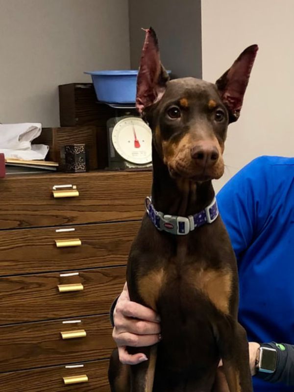 a vet holding a dog