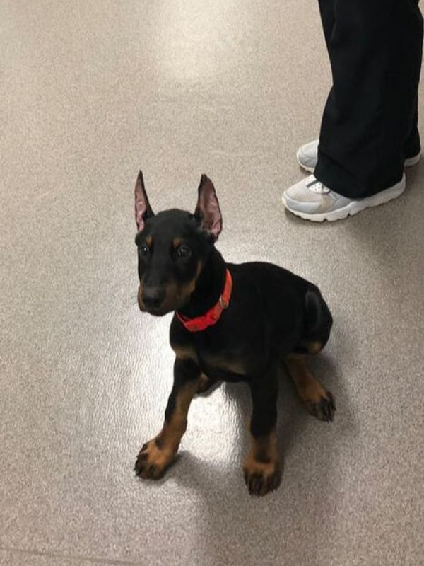 a small black and brown dog sitting on top of a floor