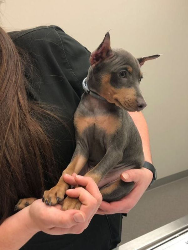 a vet holding a dog