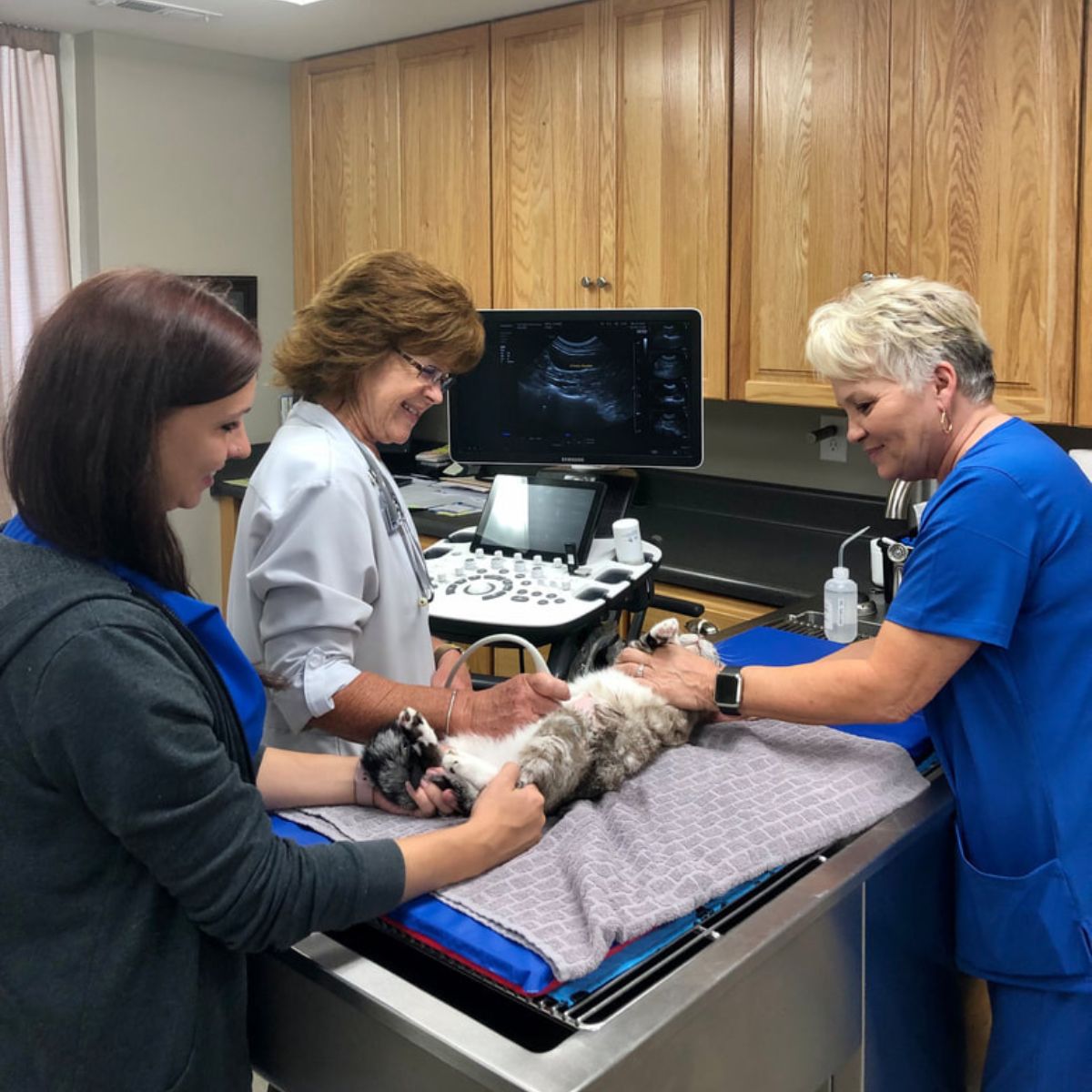 a group of vet in a room with a cat