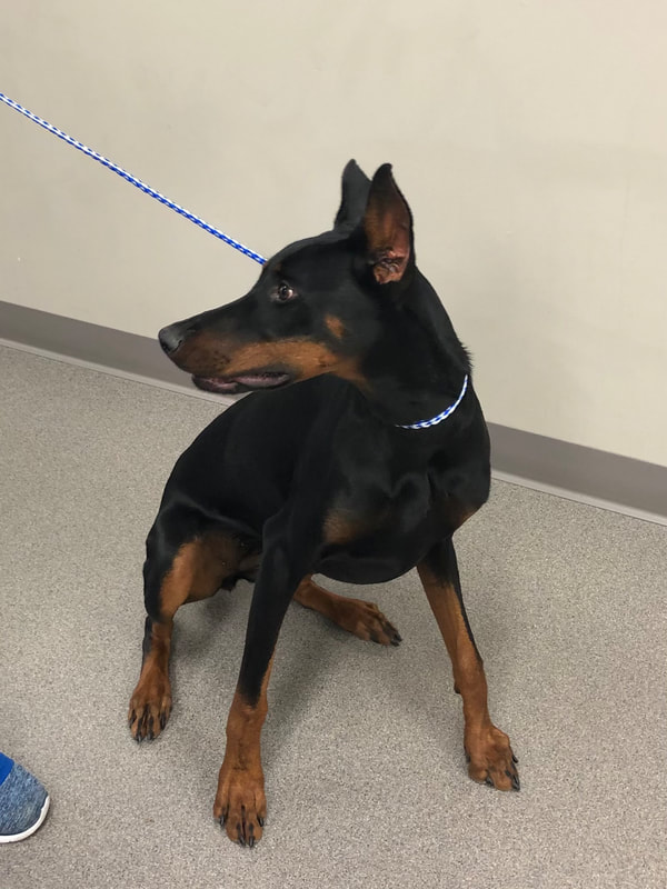 a black and brown dog sitting on the ground