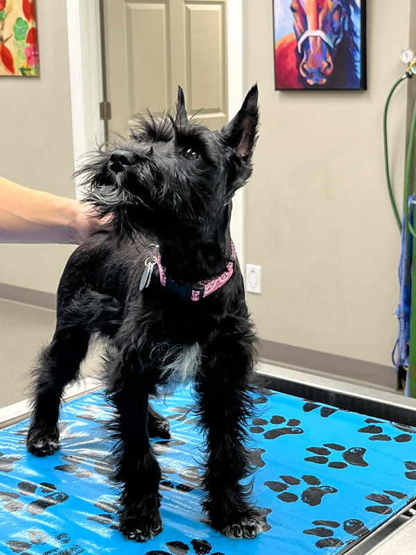 a black dog standing on a blue surface