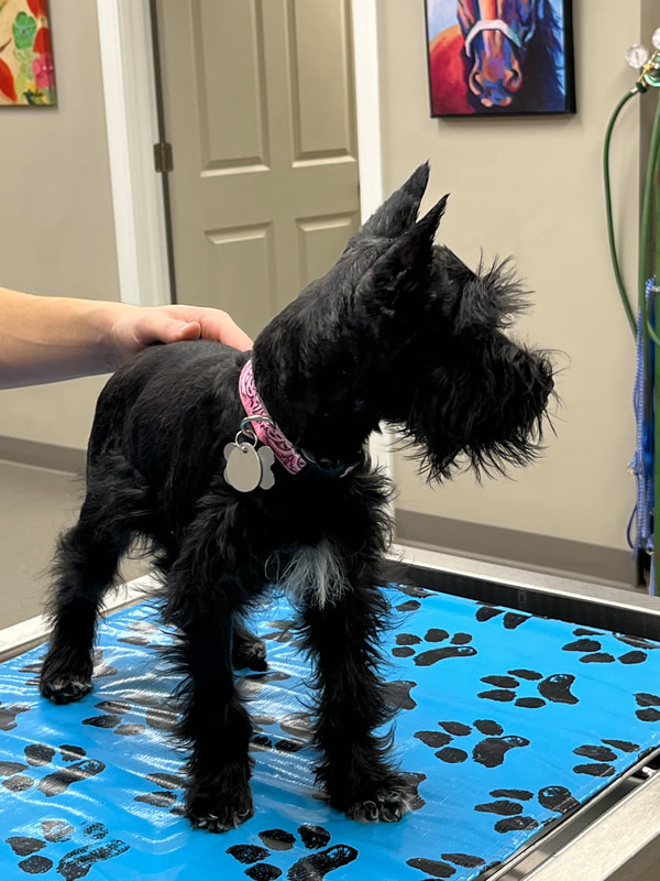 a small black dog standing on top of a table