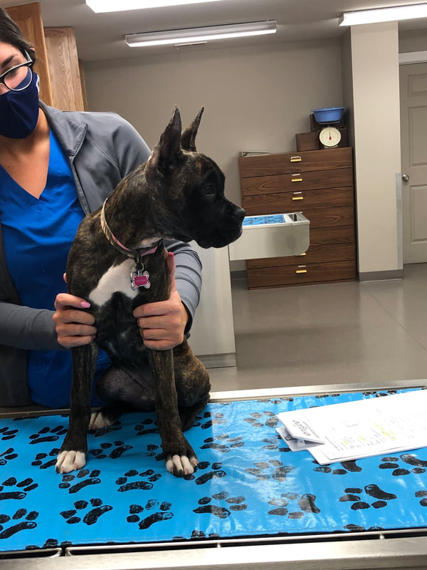 a vet holding a dog