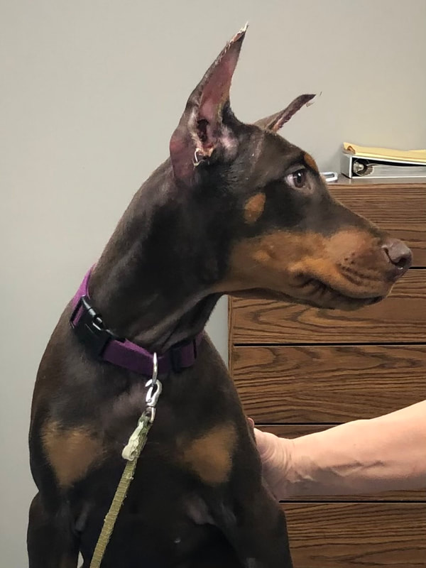 a dog with a purple collar