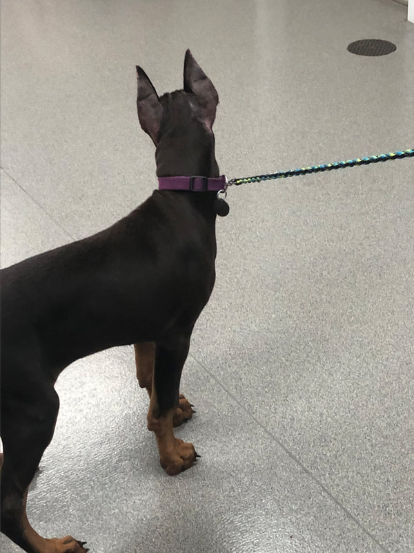 a small black dog with a purple leash