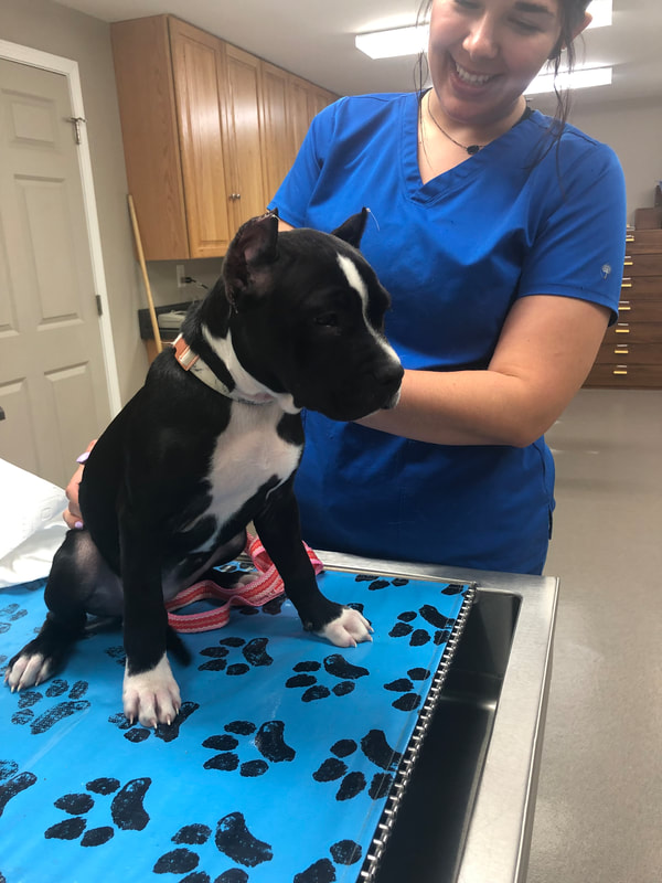 a dog sitting on a blue table