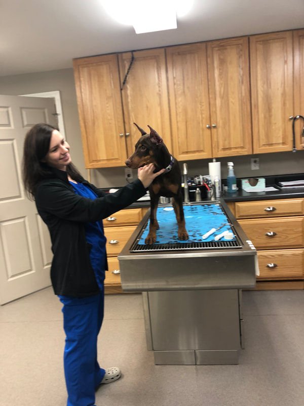 a vet holding a dog on a table