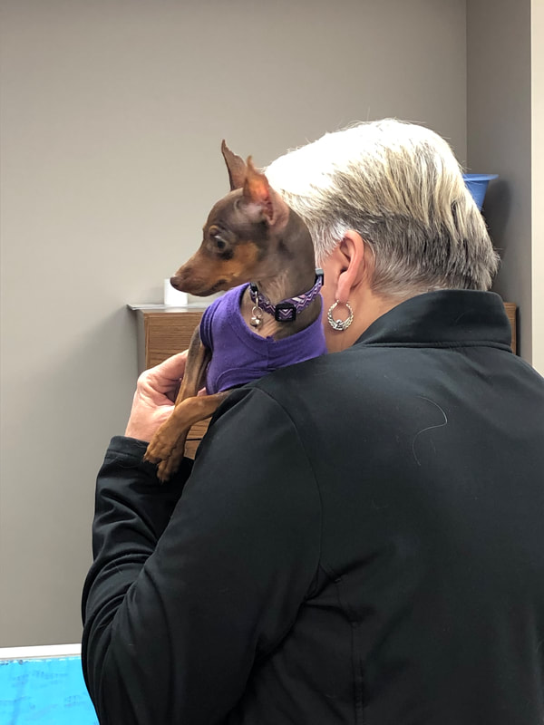 a vet holding a dog