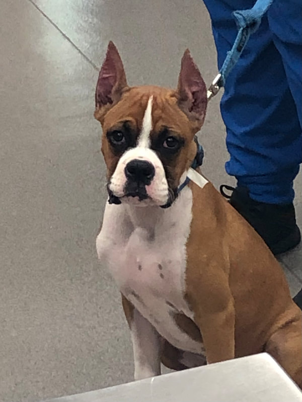 boxer dog sitting at a vet office