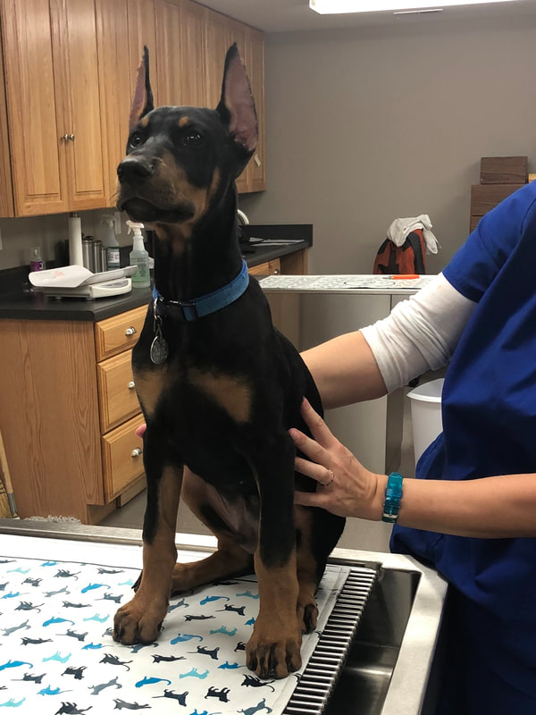 a dog sitting on top of a table