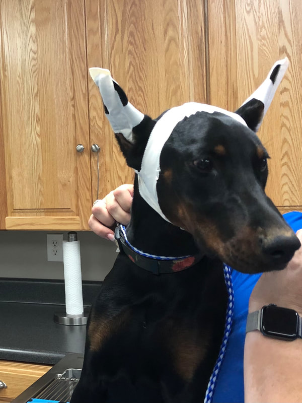 a dog with a bandage on its head