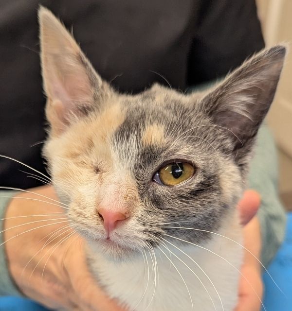 Cat Gizmo after eye removal surgery