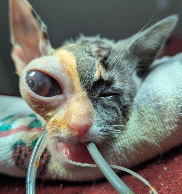 Cat with glaucoma